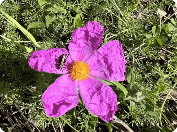 Discovering the Flora and Fauna of Leonidio: A Symphony of Flowers and Insects